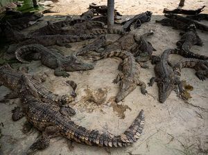 Daging Buaya Laris Manis di Thailand, Begini Lho Peternakannya