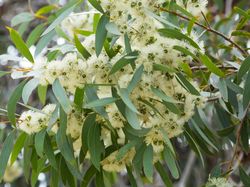 Mengenal Tanaman Eucalyptus yang Disebut RK Wangi dari Jenazah Eril