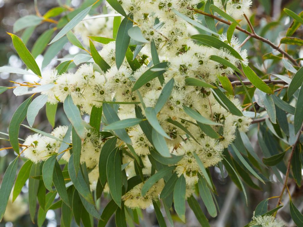 Eucalyptus yang Banyak Disamakan dengan Kayu Putih, di Mana Bisa Tumbuh?