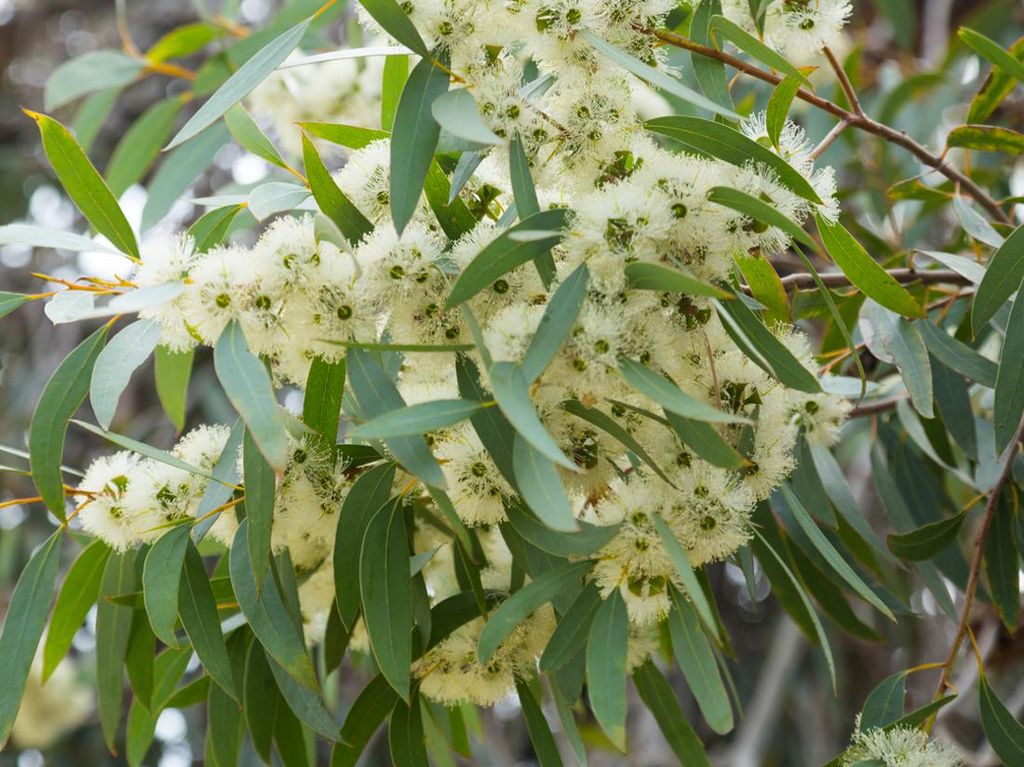 Mengenal Tanaman Eucalyptus yang Disebut RK Wangi dari Jenazah Eril Mengenal Tanaman Eucalyptus yang Disebut RK Wangi dari Jenazah Eril