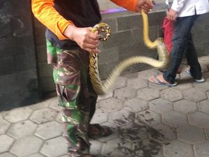 Hii! Ada Ular Piton Sepanjang 2 Meter di Kolam Ikan Setda Kudus