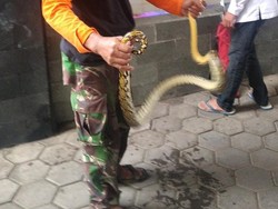 Hii! Ada Ular Piton Sepanjang 2 Meter di Kolam Ikan Setda Kudus