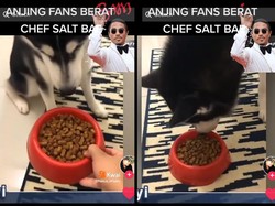 Gemas! Anjing Ini Baru Mau Makan Setelah Pemiliknya Tiru Gaya Salt Bae