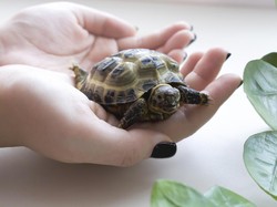 Benarkah Kura-Kura Bisa Bernapas Melalui Pantat?