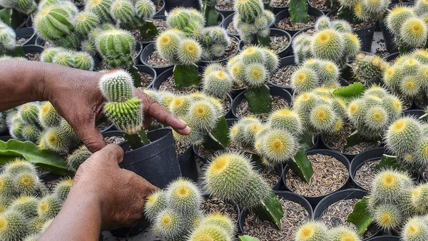 Petani Milenial Ciamis Jual Kaktus Hias Sampai ke Negeri K-Pop