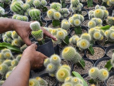 Petani Milenial Ciamis Jual Kaktus Hias Sampai ke Negeri K-Pop