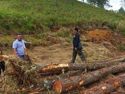 Polisi Tetapkan 4 Tersangka Penebang Kayu di Kawasan Hutan Toba