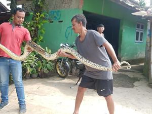 Mak Jejagik! Ular Sanca 3,5 Meter Nongol saat Banjir di Banjanegara