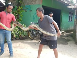 Mak Jejagik! Ular Sanca 3,5 Meter Nongol saat Banjir di Banjanegara