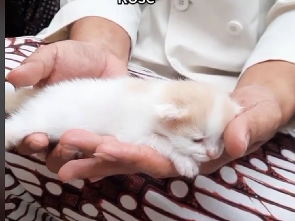 Viral Pria Buat Acara Selapanan untuk Anak Kucing, Ini Cerita di Baliknya