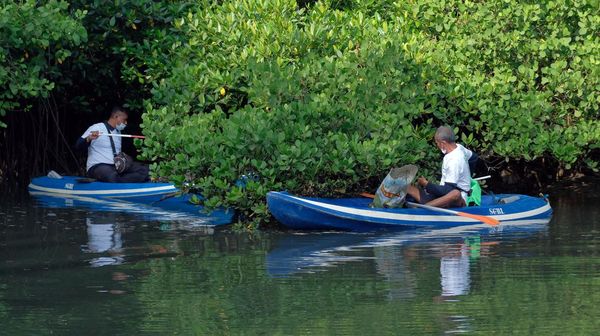 Sambut Momentum G20 lewat Aksi Bersih-bersih Mangrove di Bali