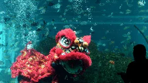 Keren! Barongsai di Bali Bisa Menyelam Lho