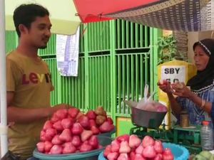 Lewat Jalur Pantura Lamongan? Jangan Lupa Beli Oleh-oleh Jambu Klampok Lewat Jalur Pantura Lamongan? Jangan Lupa Beli Oleh-oleh Jambu Klampok