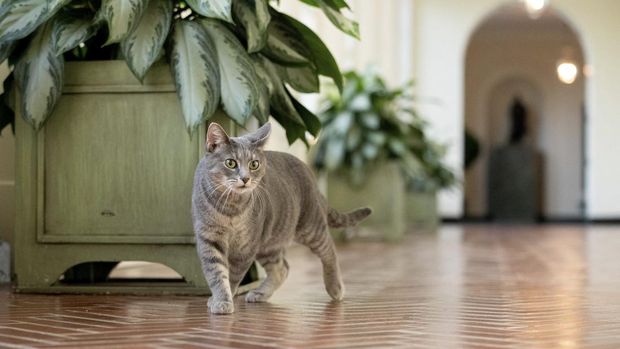 Willow, U.S. President Joe Biden and first lady Jill Biden’s new pet cat, is seen in a White House handout photo as she wanders through the halls of the White House in Washington, U.S., January 27, 2022. Picture taken January 27, 2022. Erin Scott/The White House/Handout via REUTERS THIS IMAGE HAS BEEN SUPPLIED BY A THIRD PARTY.