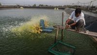 Tahu Engga, Budidaya Udang Vaname Bisa Cuan Miliaran Rupiah Lho