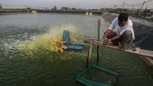 Tahu Engga, Budidaya Udang Vaname Bisa Cuan Miliaran Rupiah Lho