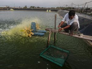Tahu Engga, Budidaya Udang Vaname Bisa Cuan Miliaran Rupiah Lho