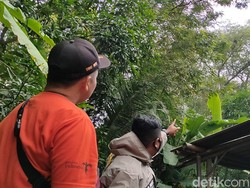 Tawon Gung Serang 9 Warga Kulon Progo, Ada yang Sampai Opname