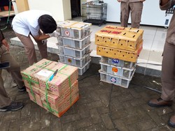 LSM di Bali Protes 714 Burung Ilegal Sitaan Dikasi Lagi ke Penyelundup