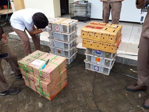 LSM di Bali Protes 714 Burung Ilegal Sitaan Dikasi Lagi ke Penyelundup LSM di Bali Protes 714 Burung Ilegal Sitaan Dikasi Lagi ke Penyelundup