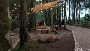 Tahu Nggak, Garut Punya Tempat Ngopi Hits di Tengah Hutan Pinus