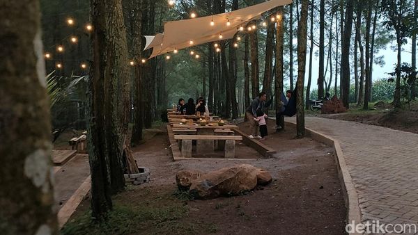 Tahu Nggak, Garut Punya Tempat Ngopi Hits di Tengah Hutan Pinus