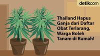 Pertama di ASEAN, Thailand Bolehkan Warga Tanam Ganja