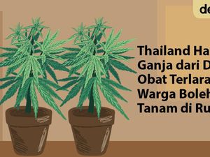 Pertama di ASEAN, Thailand Bolehkan Warga Tanam Ganja