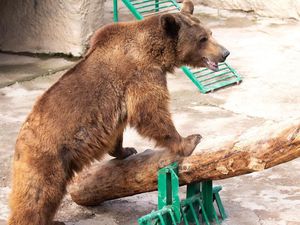 Ngeri! Ibu di Uzbekistan Lempar Bocah 3 Tahun ke Kandang Beruang
