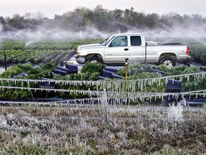 Brrr.... Perkebunan di AS Ini Bak di Dalam Kulkas