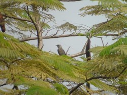 Benarkah Siulan Burung Wiwik Pertanda Petaka? Ini Penjelasan Dosen IPB