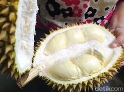 Tips Beli Durian Candimulyo di Magelang yang Lagi Panen Raya