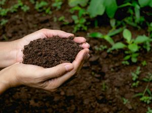 Hari Lahan Basah Sedunia 2022, Ini Serba-serbinya