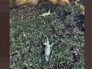 Iguana Berjatuhan Massal dari Pohon, Ada Apa?