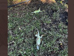 Iguana Berjatuhan Massal dari Pohon, Ada Apa?