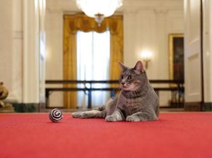 Alasan Kucing Suka Melompat, Pesona Willow yang Berhasil Diadopsi Biden