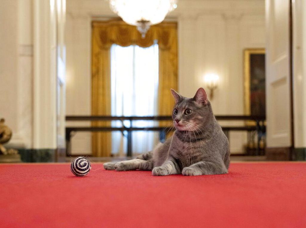 Kenalkan! Willow, Kucing Gedung Putih yang Dipelihara Presiden AS Joe Biden