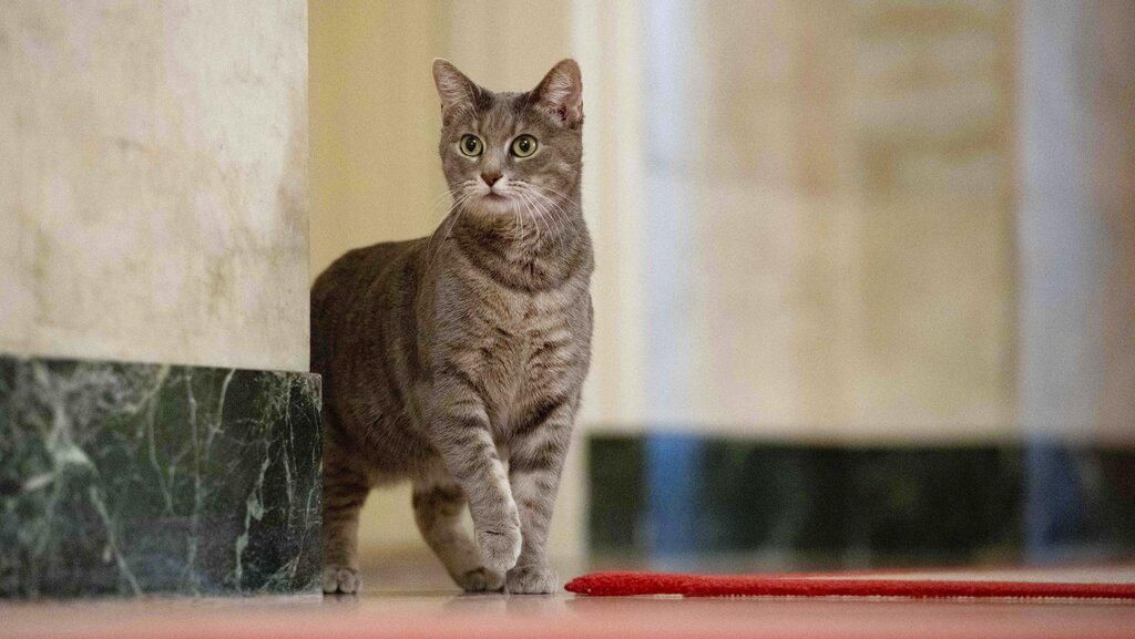 Kenalkan Willow, Kucing Penghuni Gedung Putih yang Diadopsi Jill Biden
