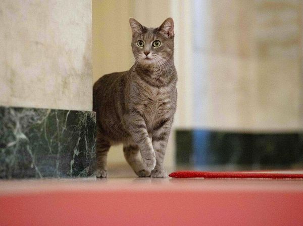 Kenalkan Willow, Kucing Penghuni Gedung Putih yang Diadopsi Jill Biden