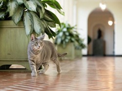 Kisah Muezza, Kucing Kesayangan Rasulullah SAW