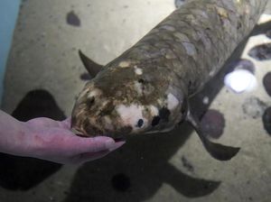 7 Fakta Ikan Methuselah, Ikan Tertua di Akuarium Amerika 7 Fakta Ikan Methuselah, Ikan Tertua di Akuarium Amerika
