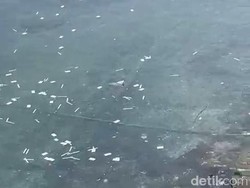 Waduh! Limbah Rapid Tes Antigen Berserakan-Cemari Selat Bali