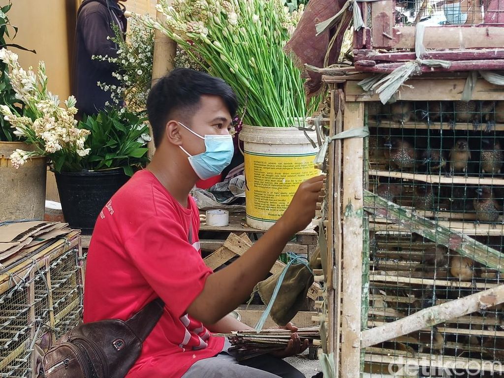 Cerita Pedagang Burung Pipit di Glodok Raup Untung Jutaan Rupiah Jelang Imlek