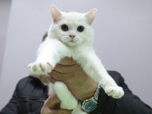 Pengumuman Lur! Jadwal Vaksinasi Rabies Gratis untuk Anabul di Jogja