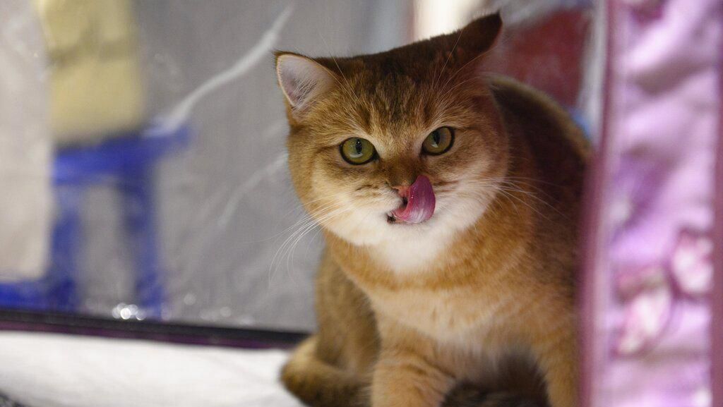 Potret Kucing-kucing Menggemaskan di Kontes Internasional Potret Kucing-kucing Menggemaskan di Kontes Internasional