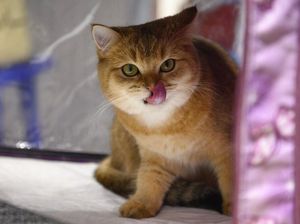 6 Kucing Paling Mematikan di Dunia, Kamu Pernah Melihat? 6 Kucing Paling Mematikan di Dunia, Kamu Pernah Melihat?