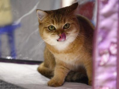 Potret Kucing-kucing Menggemaskan di Kontes Internasional
