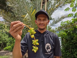 Salut, Pria Baik Hati di Ponorogo Ini Gratiskan Kurma Muda Miliknya