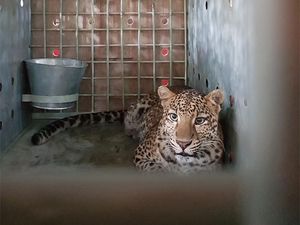 Macan Tutul Jawa Dilepasliarkan di Taman Nasional Gunung Ciremai Macan Tutul Jawa Dilepasliarkan di Taman Nasional Gunung Ciremai