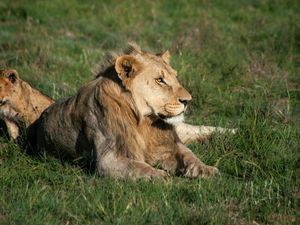 Suara Makhluk Ini Paling Ditakuti Hewan-hewan di Sabana Afrika, Singa Kalah Suara Makhluk Ini Paling Ditakuti Hewan-hewan di Sabana Afrika, Singa Kalah